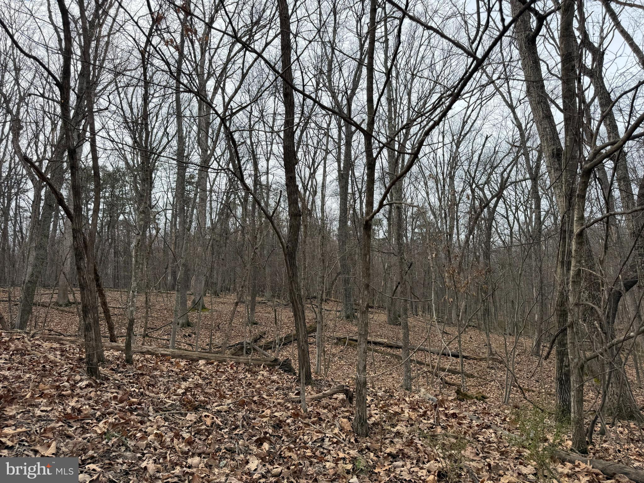 Logger Drive Gore, VA 22637 - Photo 3 of 7 a view of a forest filled with trees