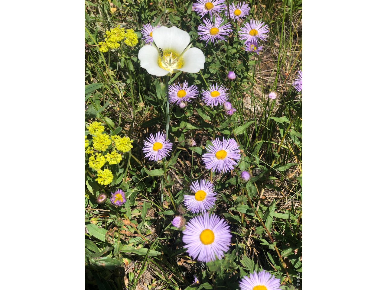 111 Peaceful Valley Road Lyons, CO 80540 - Photo 2 of 10 a close up of a flower in a garden