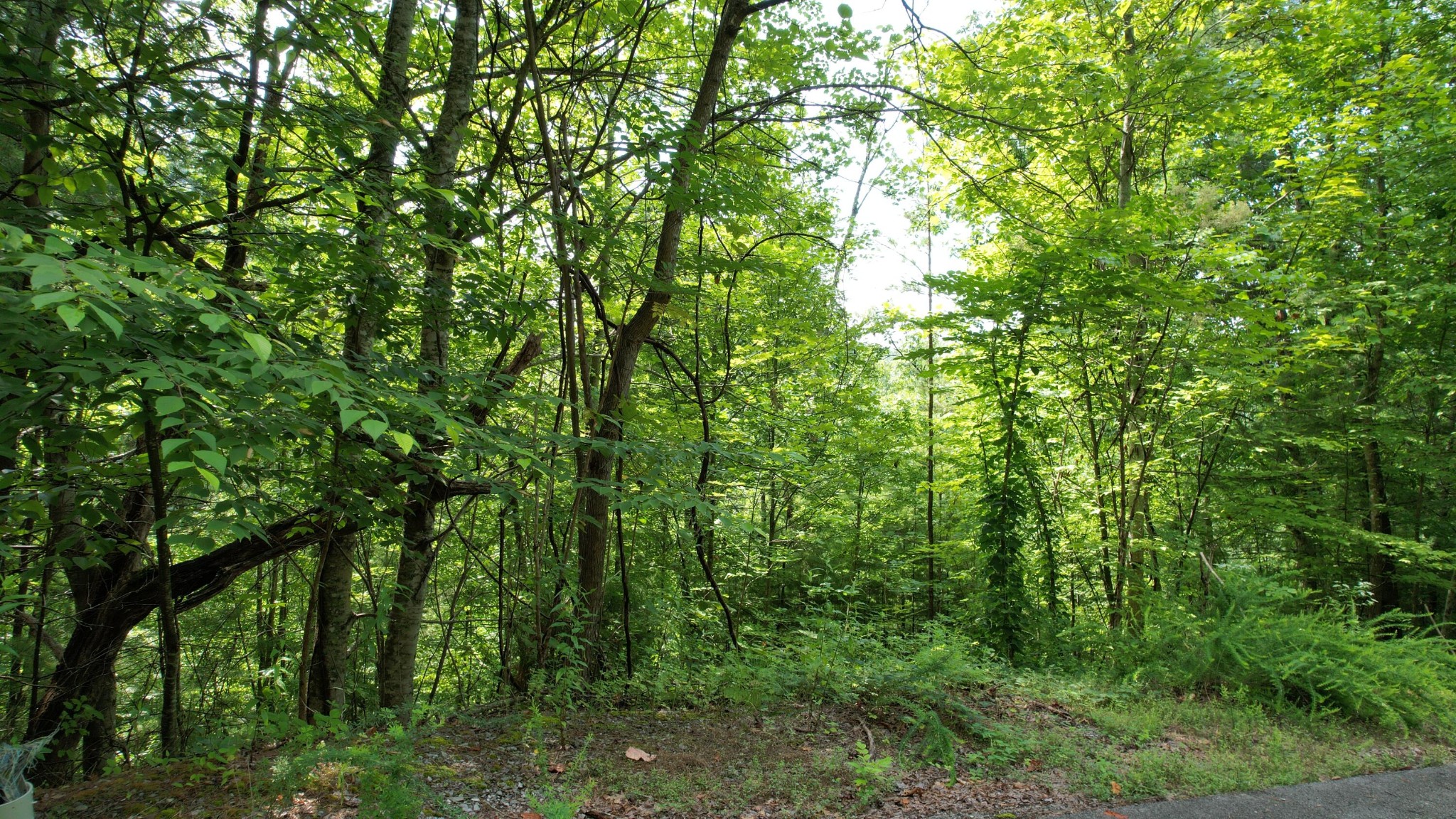 98 Black Powder Lane Sevierville, TN 37862 - Photo 2 of 30