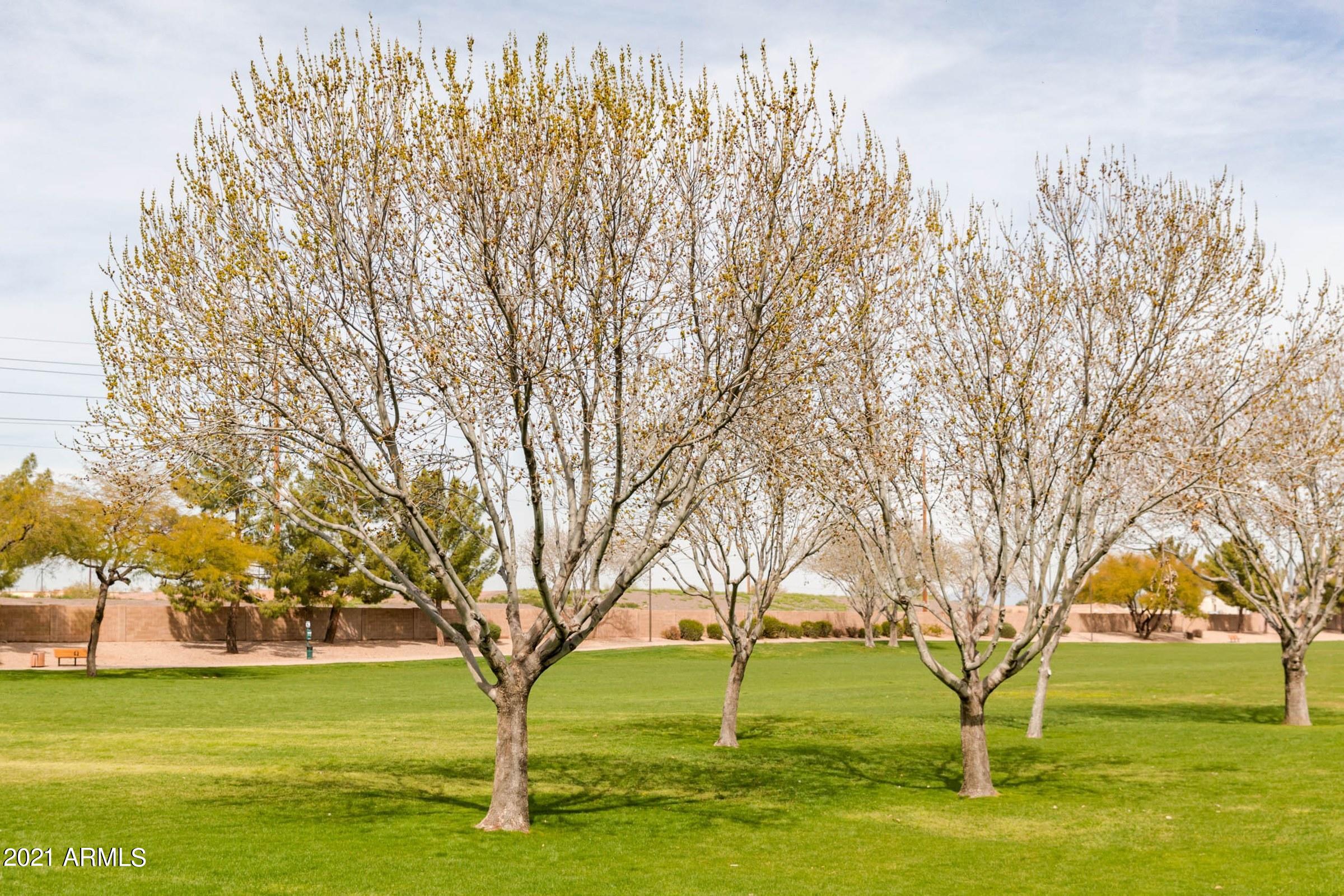 1791 East Del Rio Street Gilbert, AZ 85295 - Photo 24 of 28 a view of yard with trees
