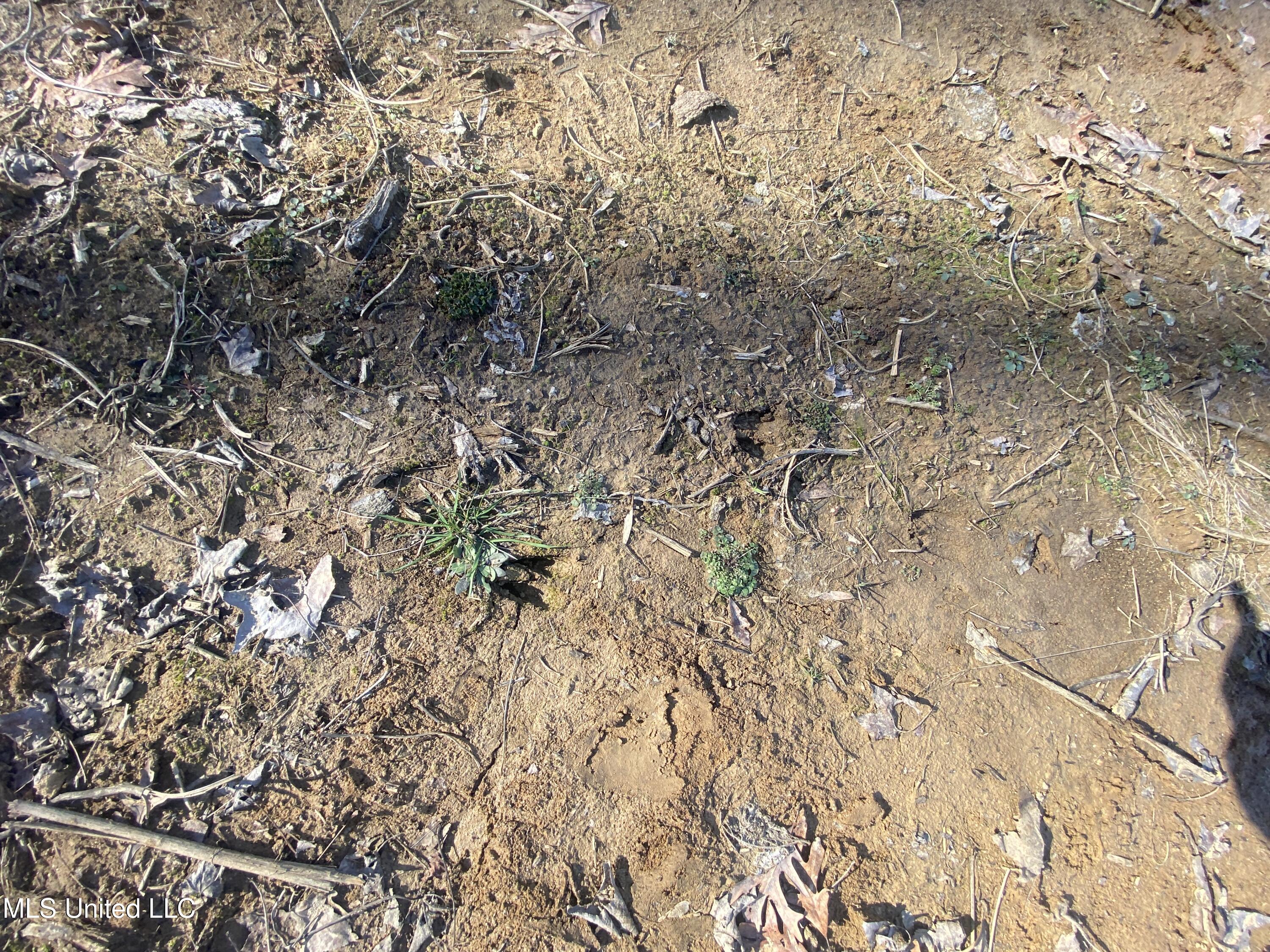 18 Acres Smart Road Como, MS 38619 - Photo 11 of 13 IMG_7528