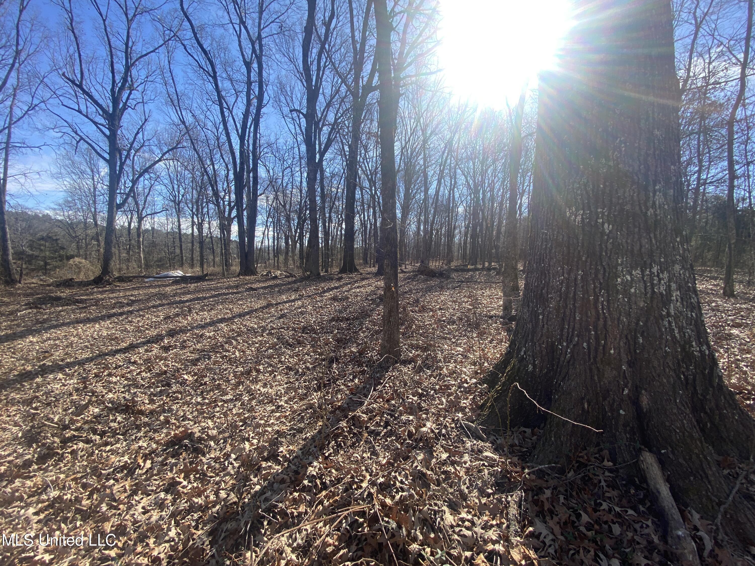 18 Acres Smart Road Como, MS 38619 - Photo 8 of 13 IMG_7525