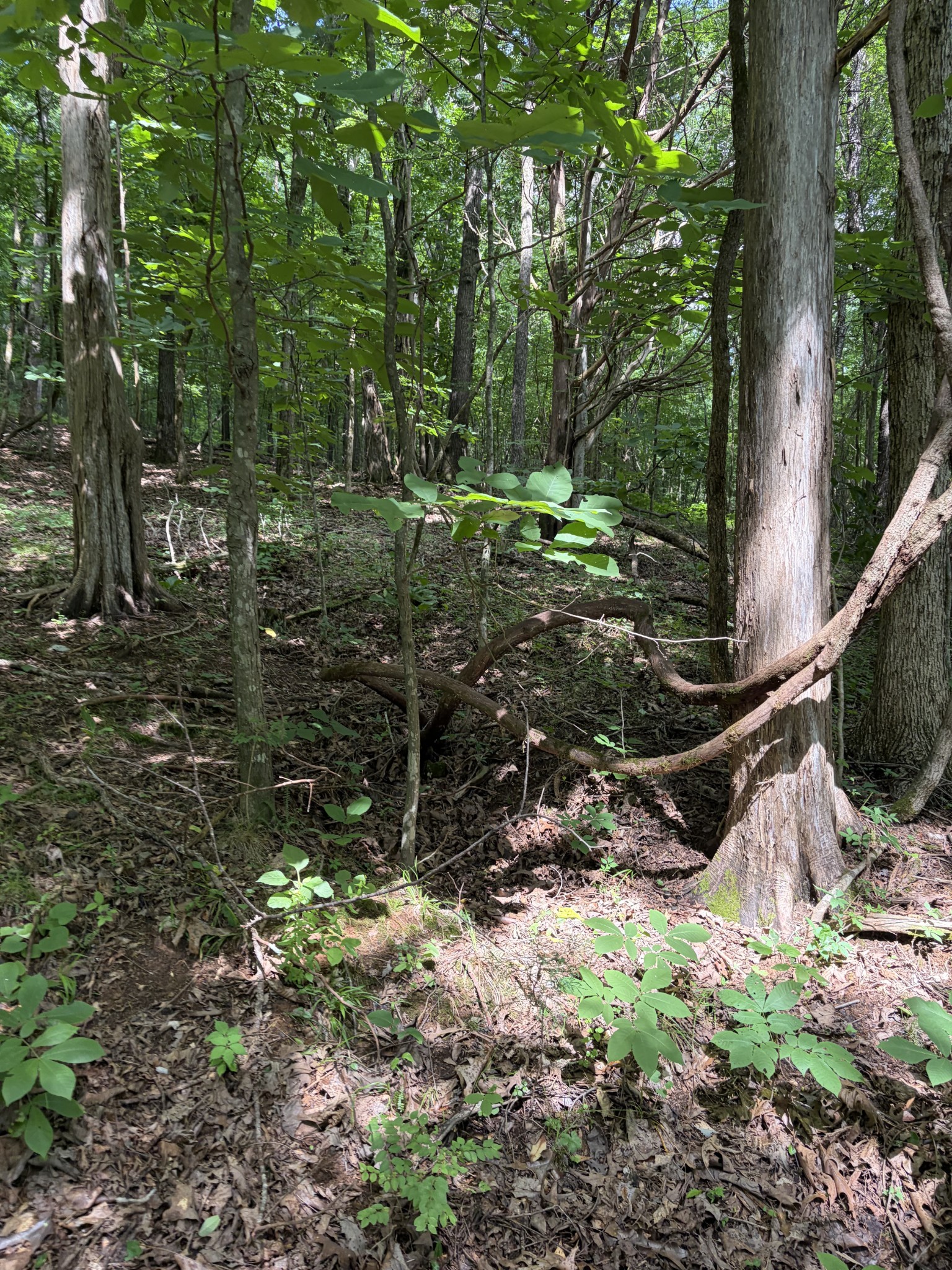0 Kelso-Smithland Road Kelso, TN 37348 - Photo 40 of 45 a view of a park with large trees