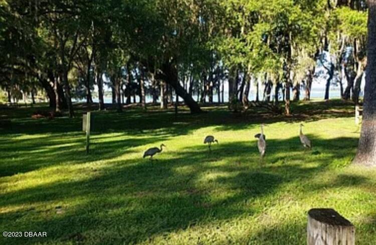 14325 Northeast 252nd Ct Road Salt Springs, FL 32134 - Photo 20 of 35 IMG_8094