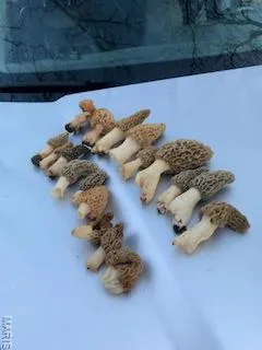 $1,895,000 | 205 County Road 6550, Salem, MO 65560