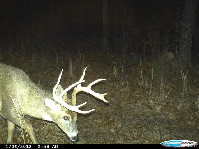 $1,895,000 | 205 County Road 6550, Salem, MO 65560