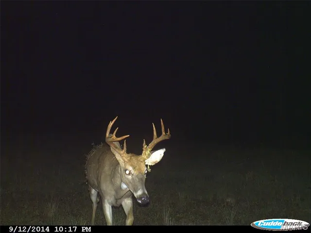 $1,895,000 | 205 County Road 6550, Salem, MO 65560