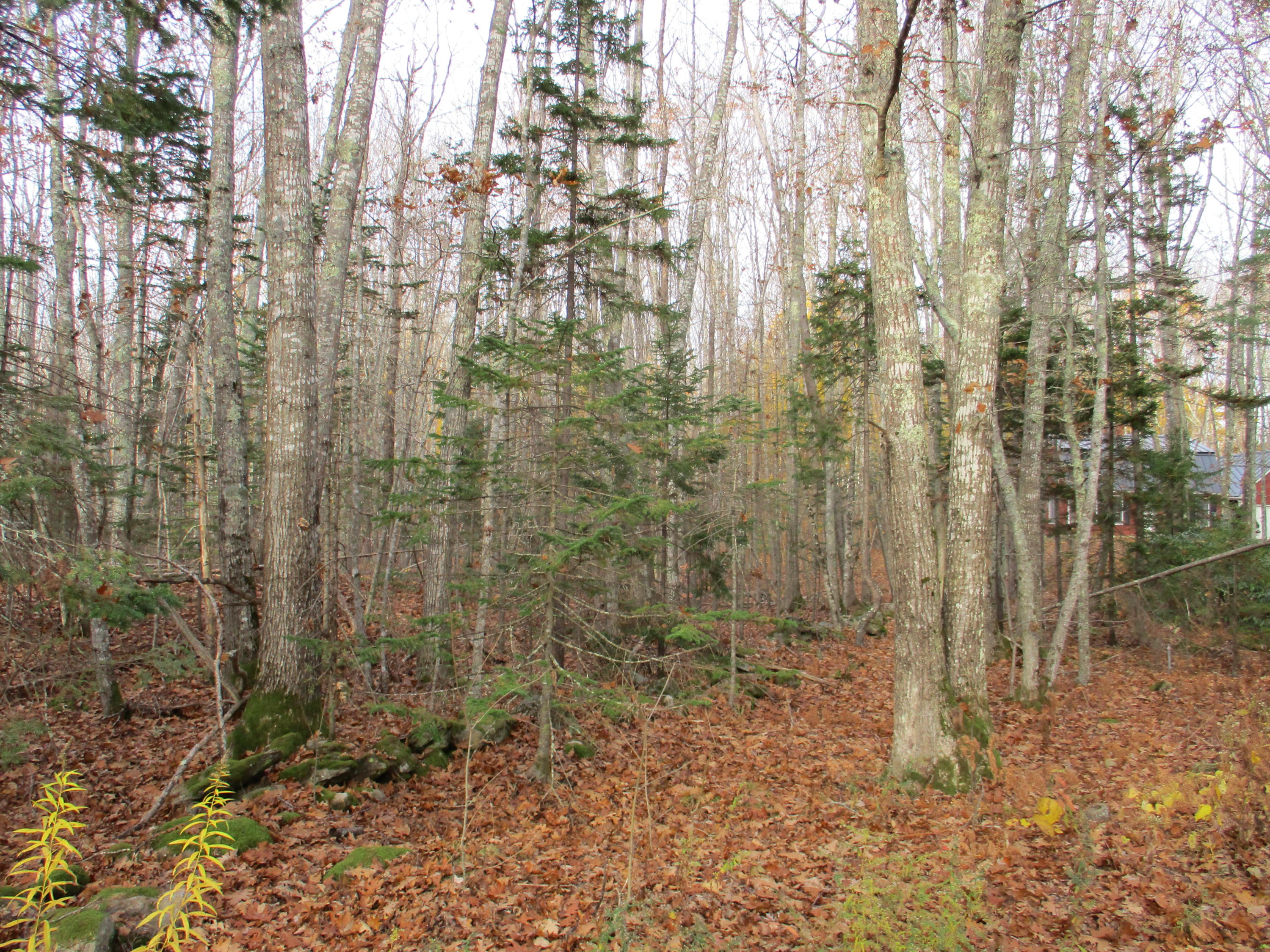 Lot 16 Roxmont Road Rockport, ME 04856 - Photo 5 of 10 IMG_1203