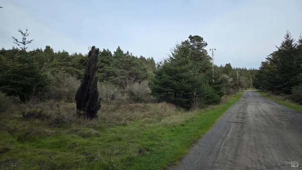 a view of a forest with trees in the background