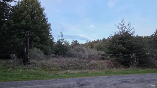 a view of a yard with a tree