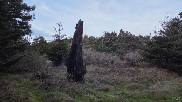 a view of a tree in a field