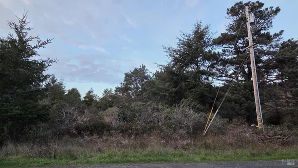 a view of a forest