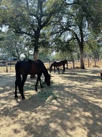 $650,000 | 8596 Silver Bridge Road, Palo Cedro, CA 96073