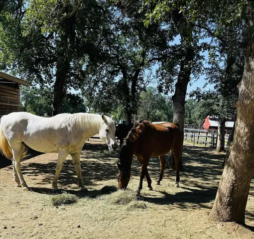 $650,000 | 8596 Silver Bridge Road, Palo Cedro, CA 96073