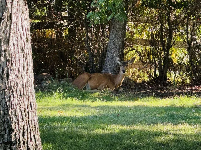 $650,000 | 8596 Silver Bridge Road, Palo Cedro, CA 96073