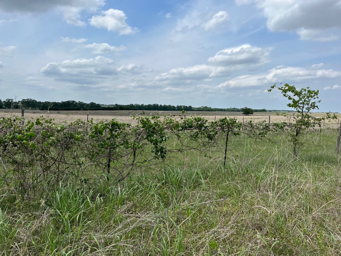 0 County Road 269 Road Oglesby, TX 76561 - Photo 12 of 42