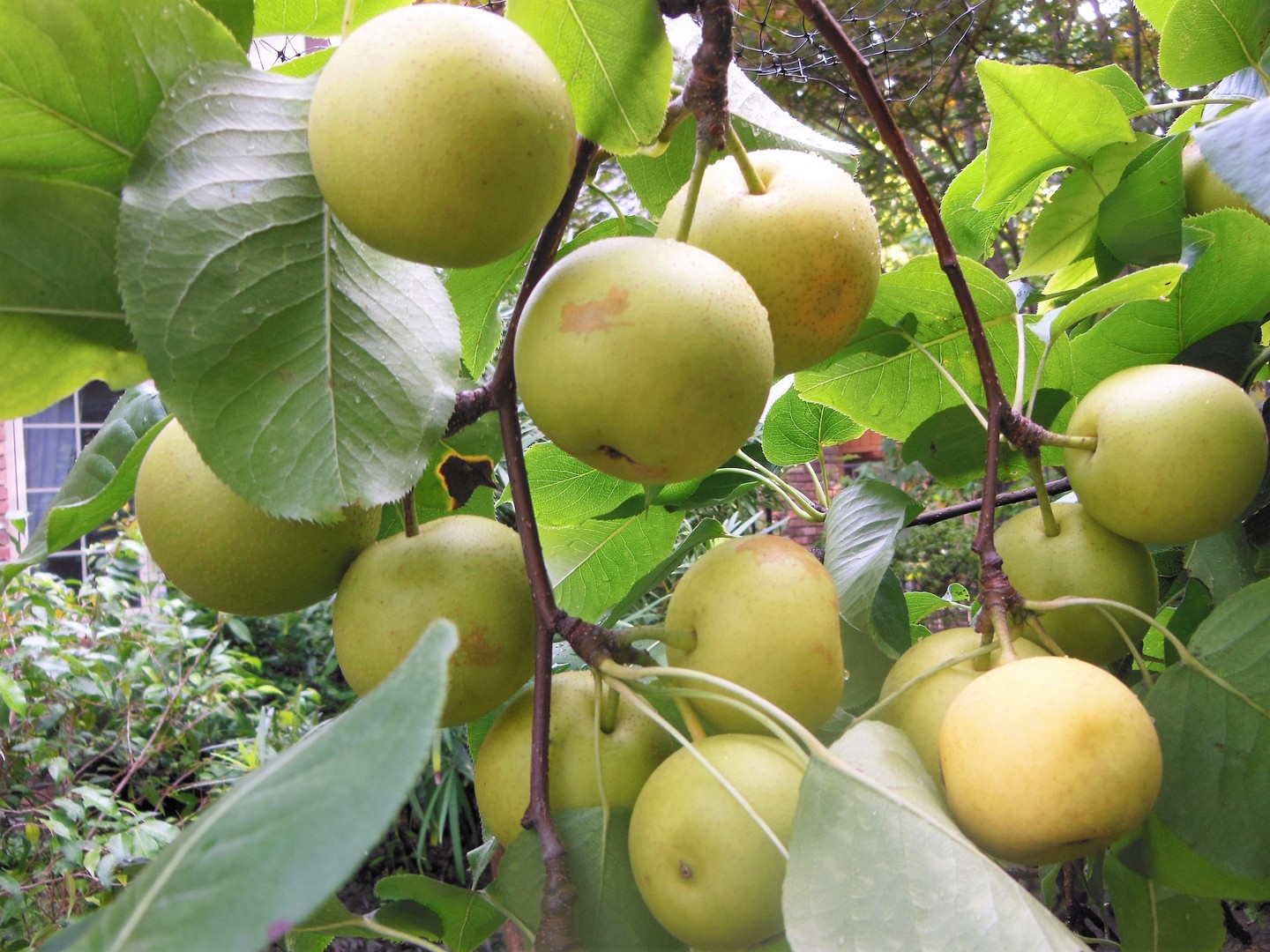 1013 Galen Drive Champaign, IL 61821 - Photo 35 of 68