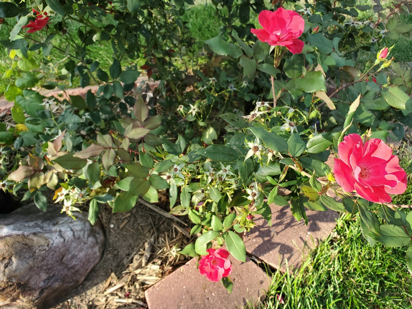 1013 Galen Drive Champaign, IL 61821 - Photo 37 of 68 a view of a flower