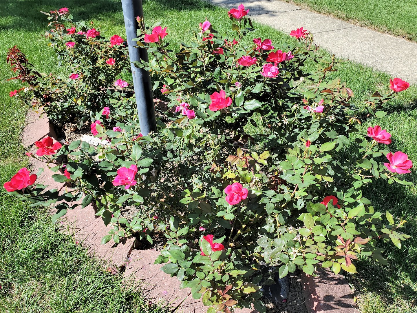 1013 Galen Drive Champaign, IL 61821 - Photo 5 of 68 a view of a flower in a garden
