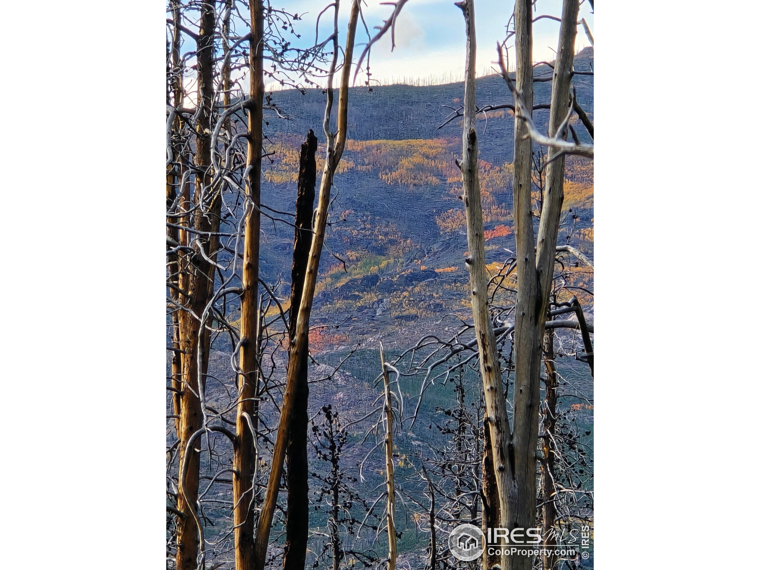 75 Sheep Horn Court Bellvue, CO 80512 - Photo 11 of 21