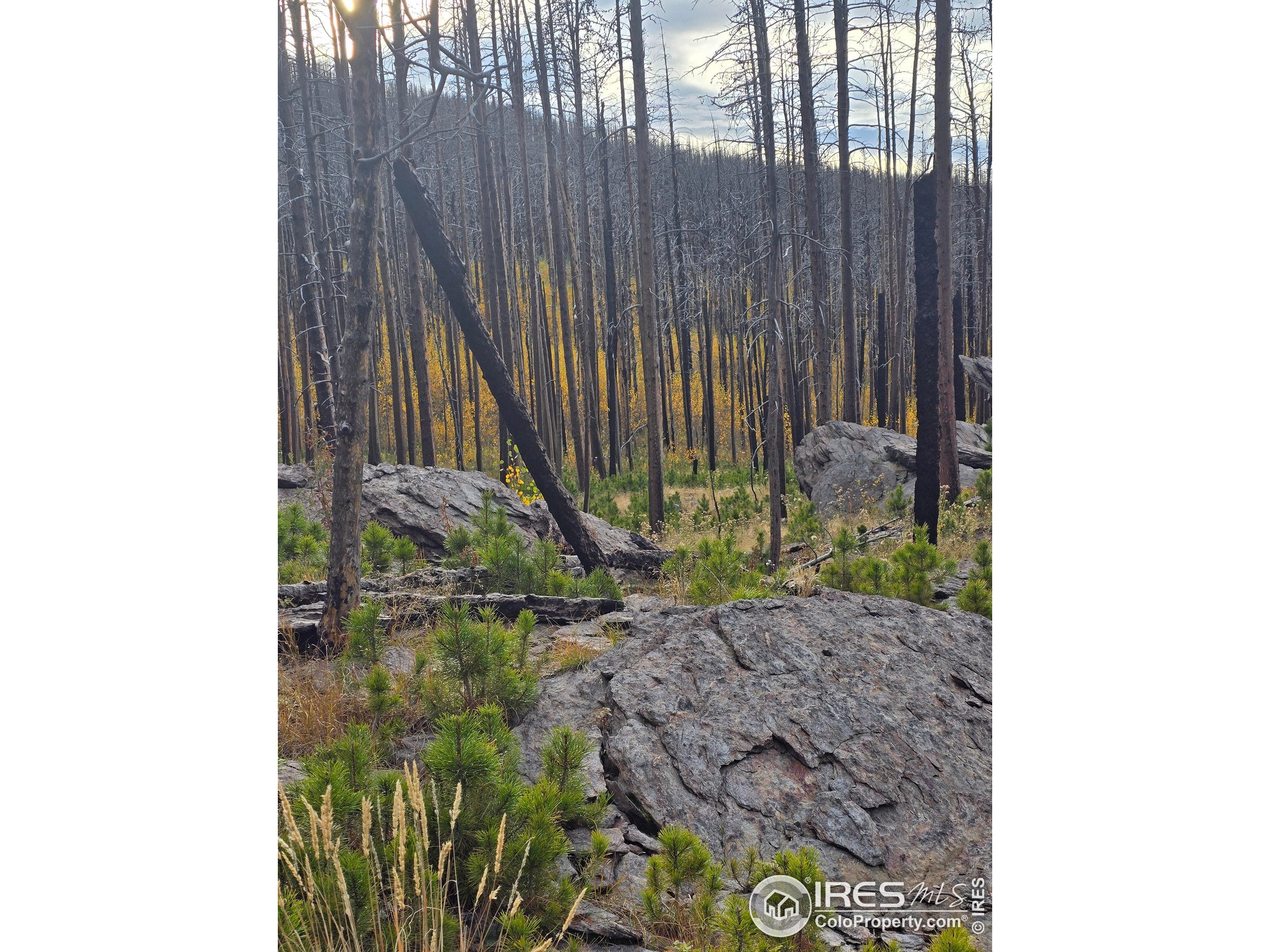 75 Sheep Horn Court Bellvue, CO 80512 - Photo 13 of 21