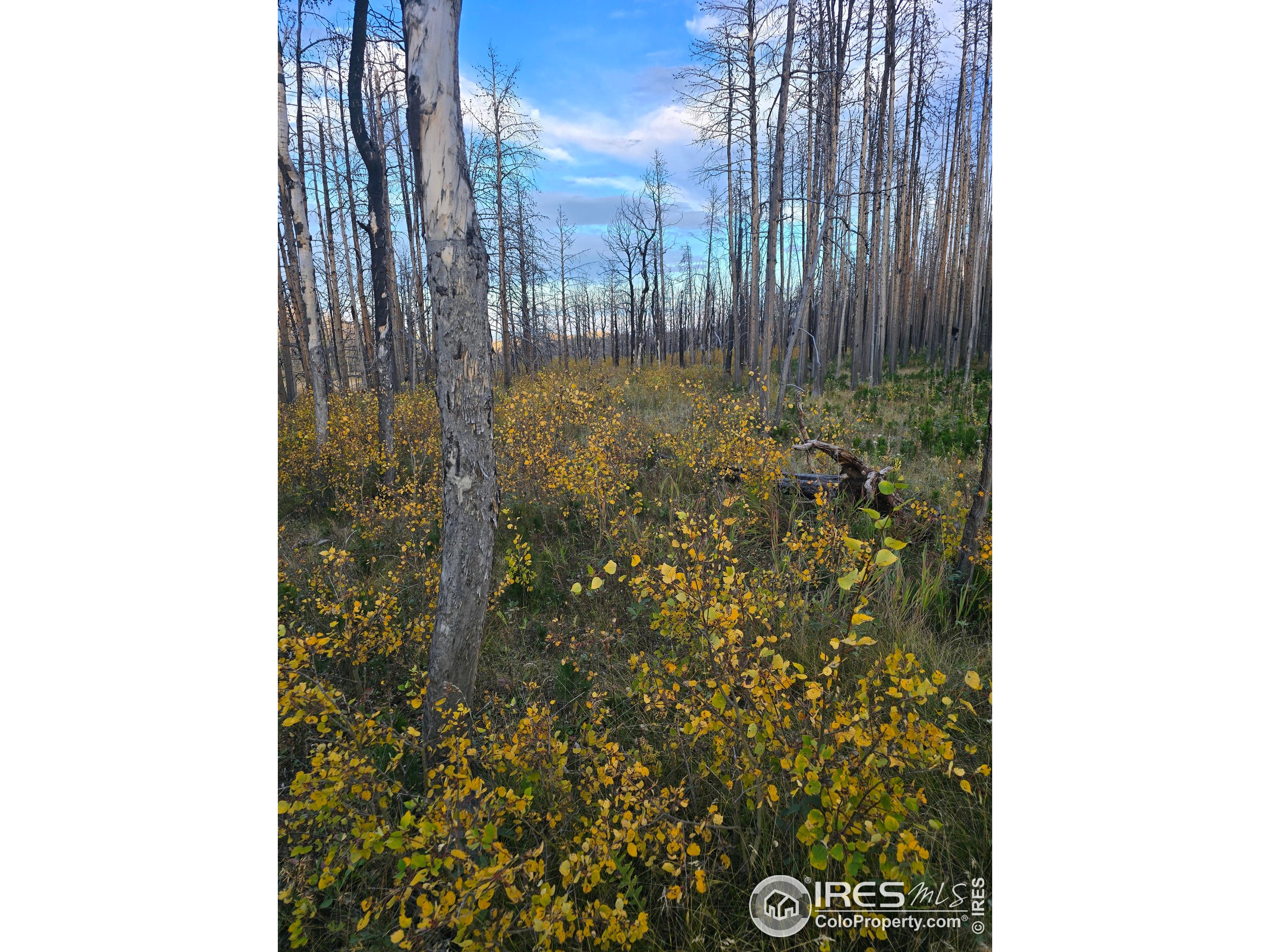75 Sheep Horn Court Bellvue, CO 80512 - Photo 14 of 21