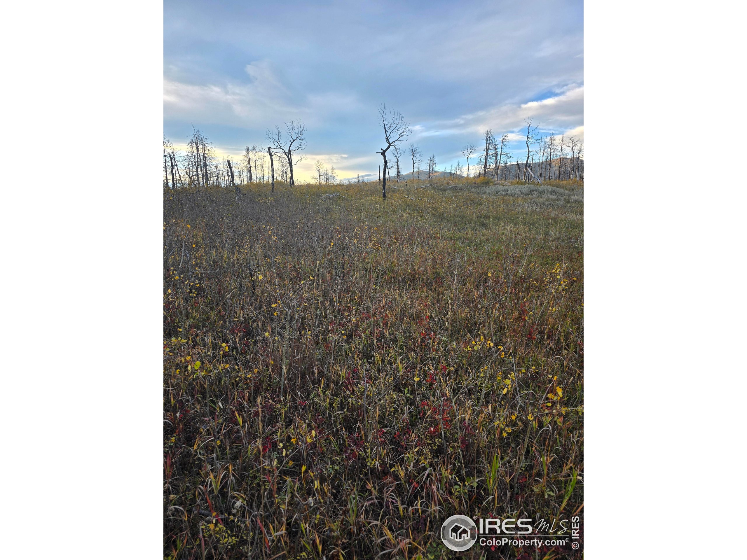 75 Sheep Horn Court Bellvue, CO 80512 - Photo 15 of 21