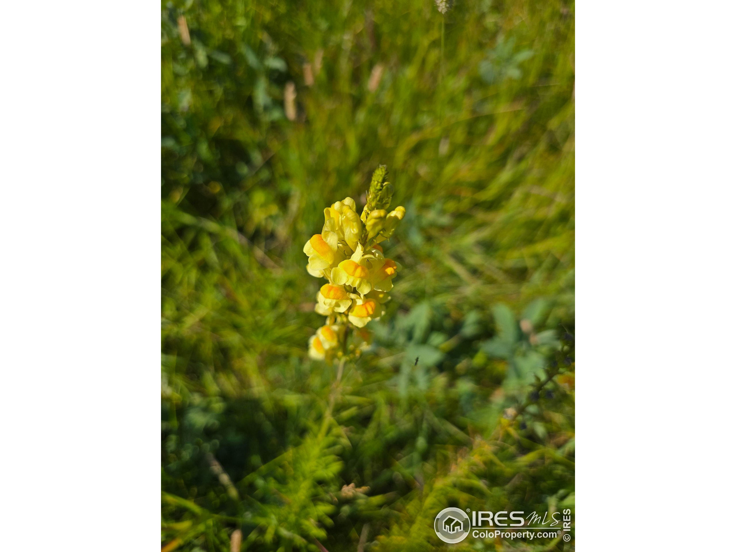75 Sheep Horn Court Bellvue, CO 80512 - Photo 19 of 21
