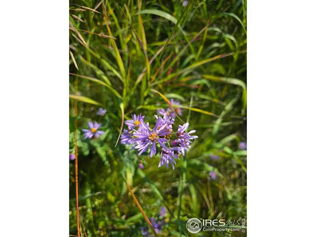 $140,000 | 75 Sheep Horn Court, Bellvue, CO 80512