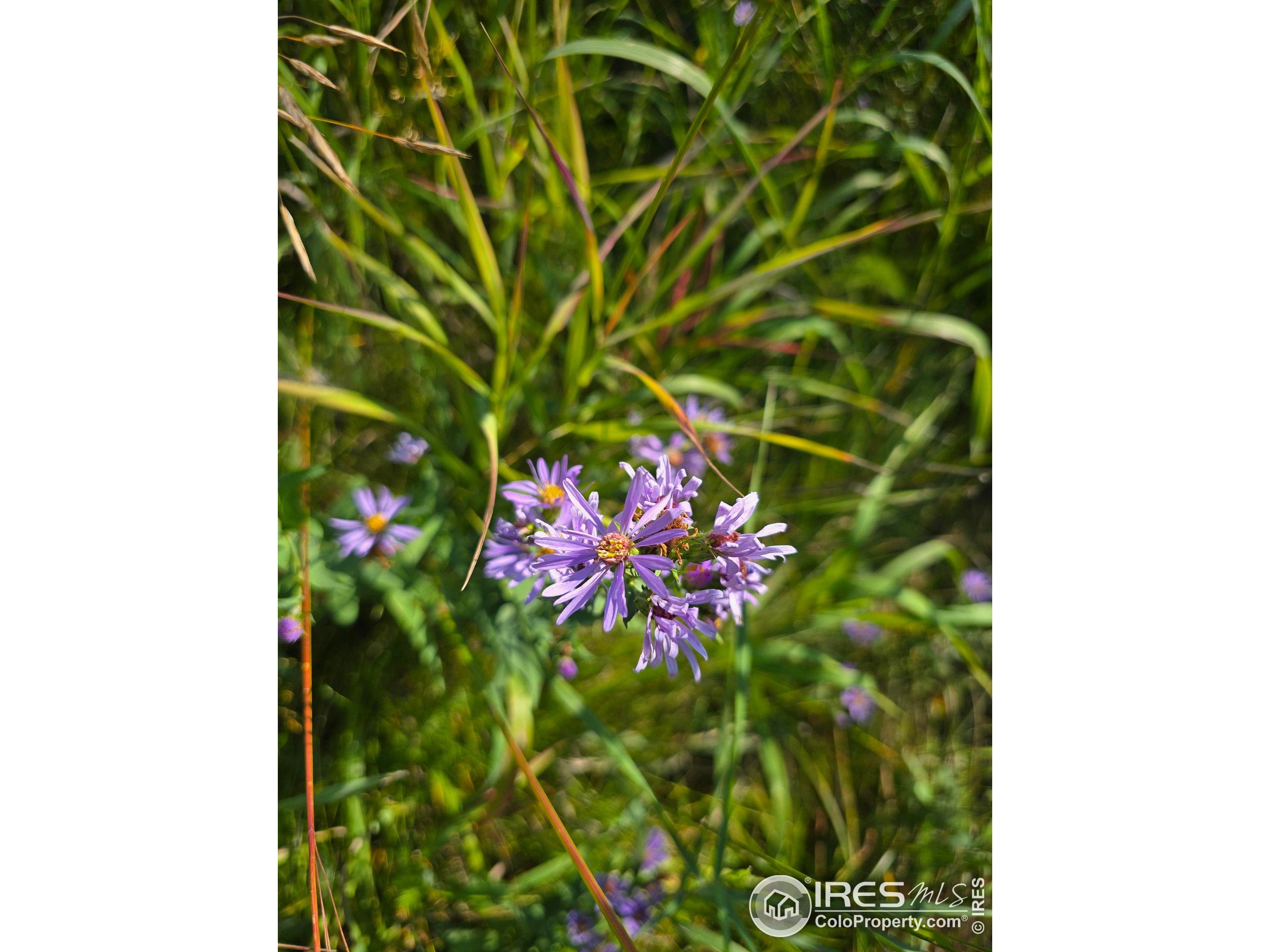 75 Sheep Horn Court Bellvue, CO 80512 - Photo 20 of 21