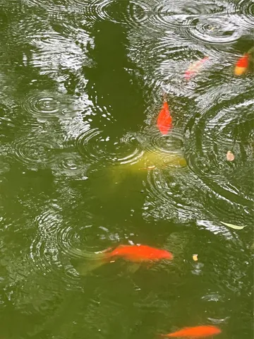 $1,950 | 4628 Roseneath Drive, Unit A, Houston, TX 77021