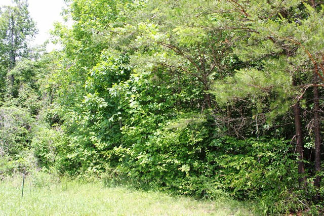 0 Shively Road Ferrum, VA 24088 - Photo 2 of 2 41.68 acres, Wooded