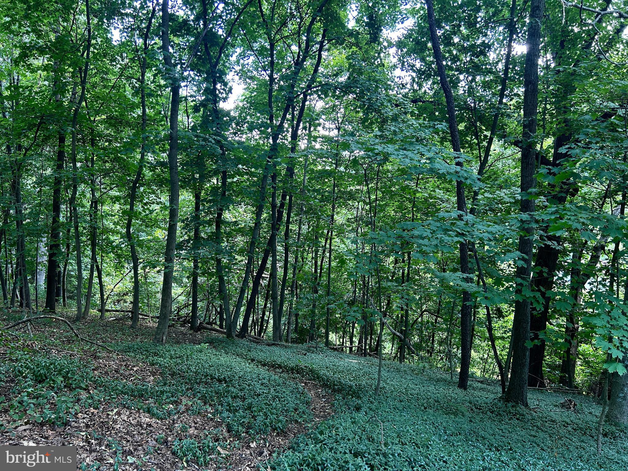 10 Co Rte 2/3 Hedgesville, WV 25427 - Photo 17 of 48 Thick canopy.