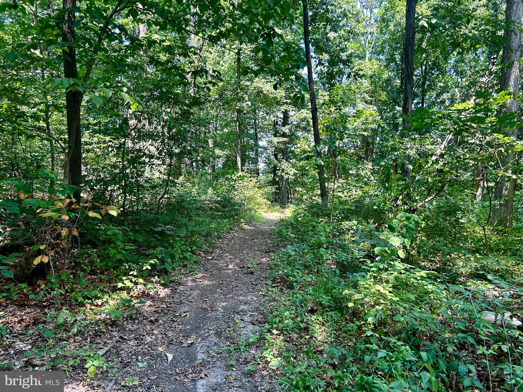 10 Co Rte 2/3 Hedgesville, WV 25427 - Photo 23 of 48 There's deer on this property.