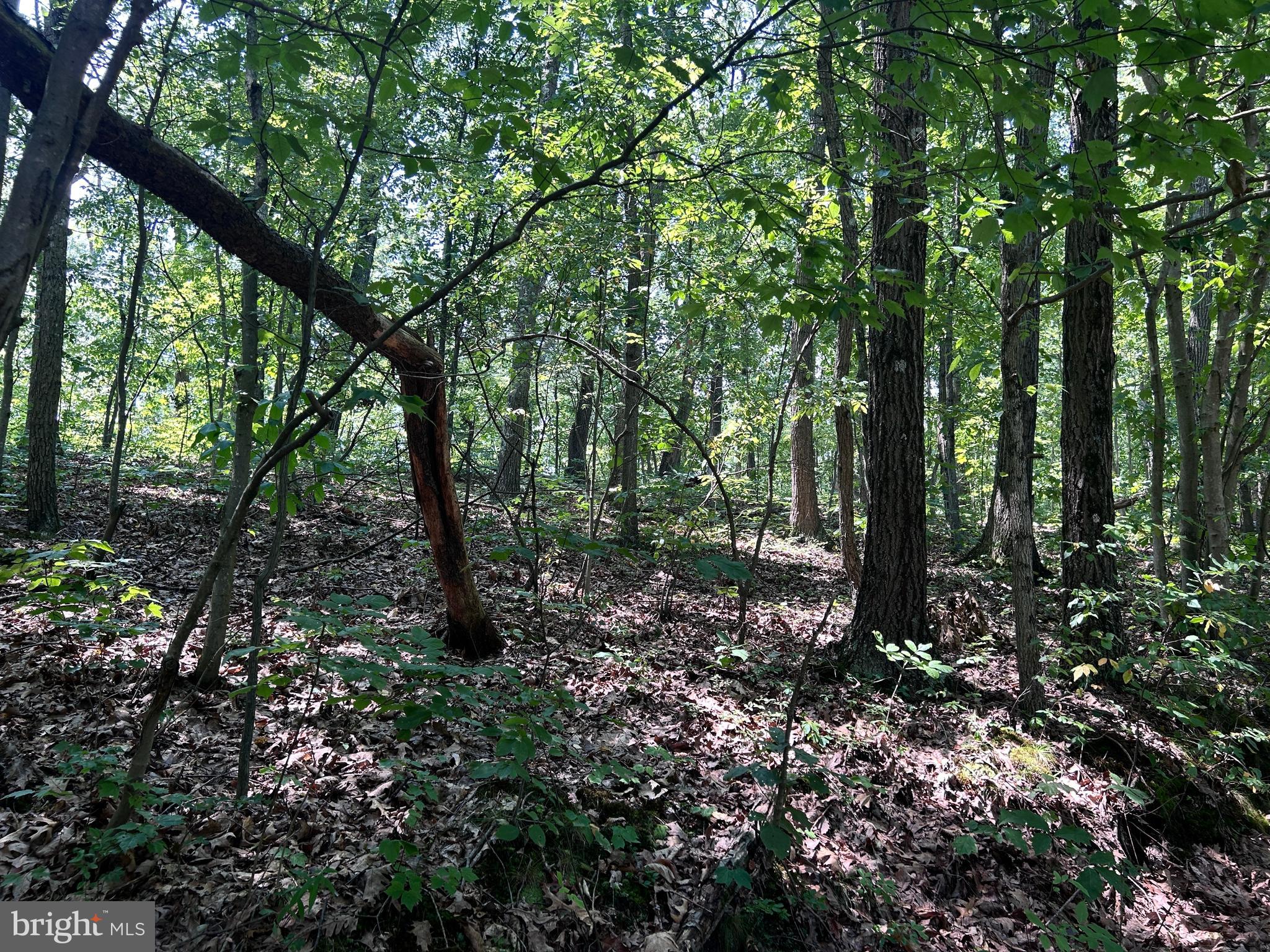 10 Co Rte 2/3 Hedgesville, WV 25427 - Photo 30 of 48 Nature's Best!