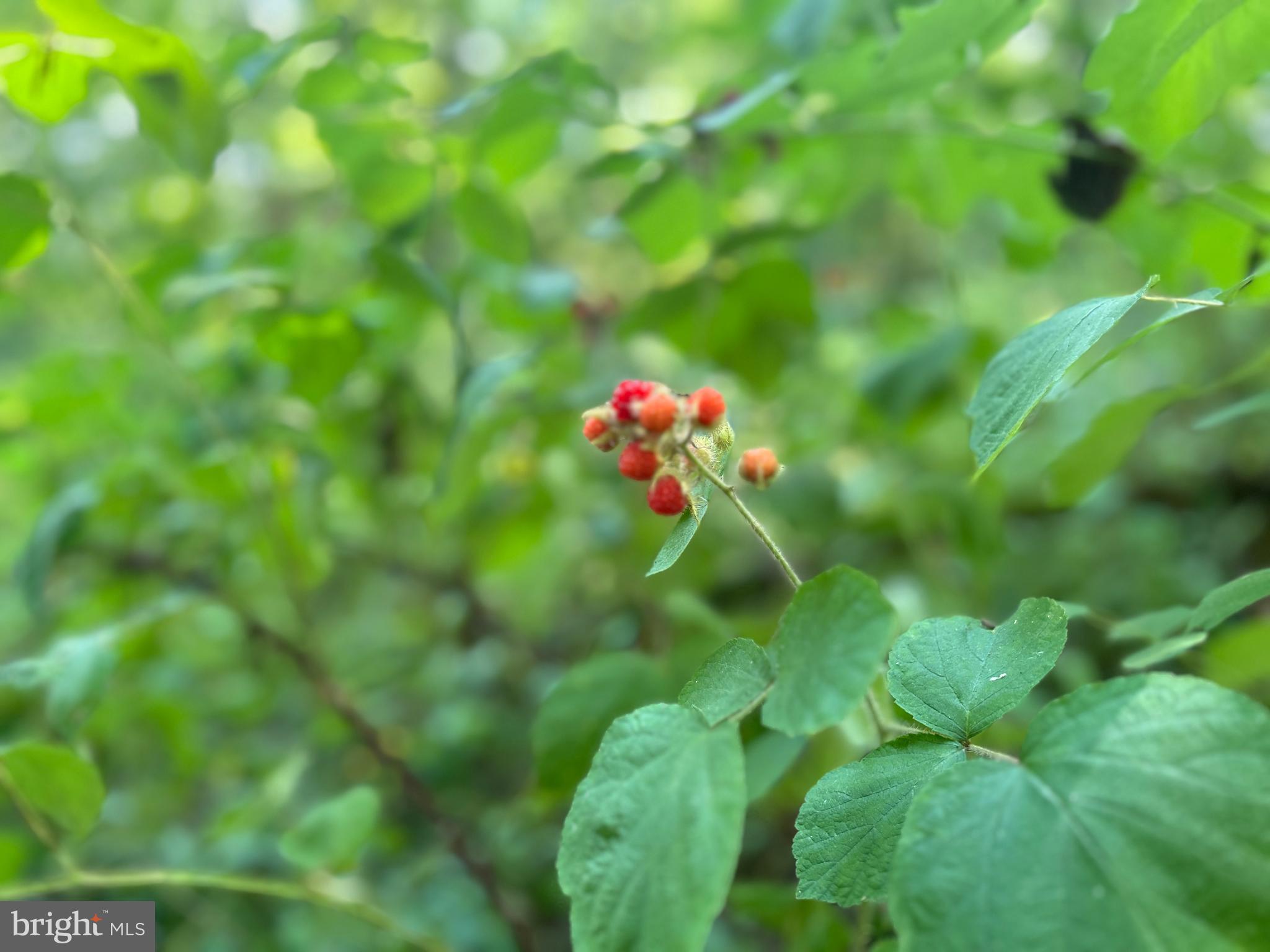 10 Co Rte 2/3 Hedgesville, WV 25427 - Photo 34 of 48 Wild berries!