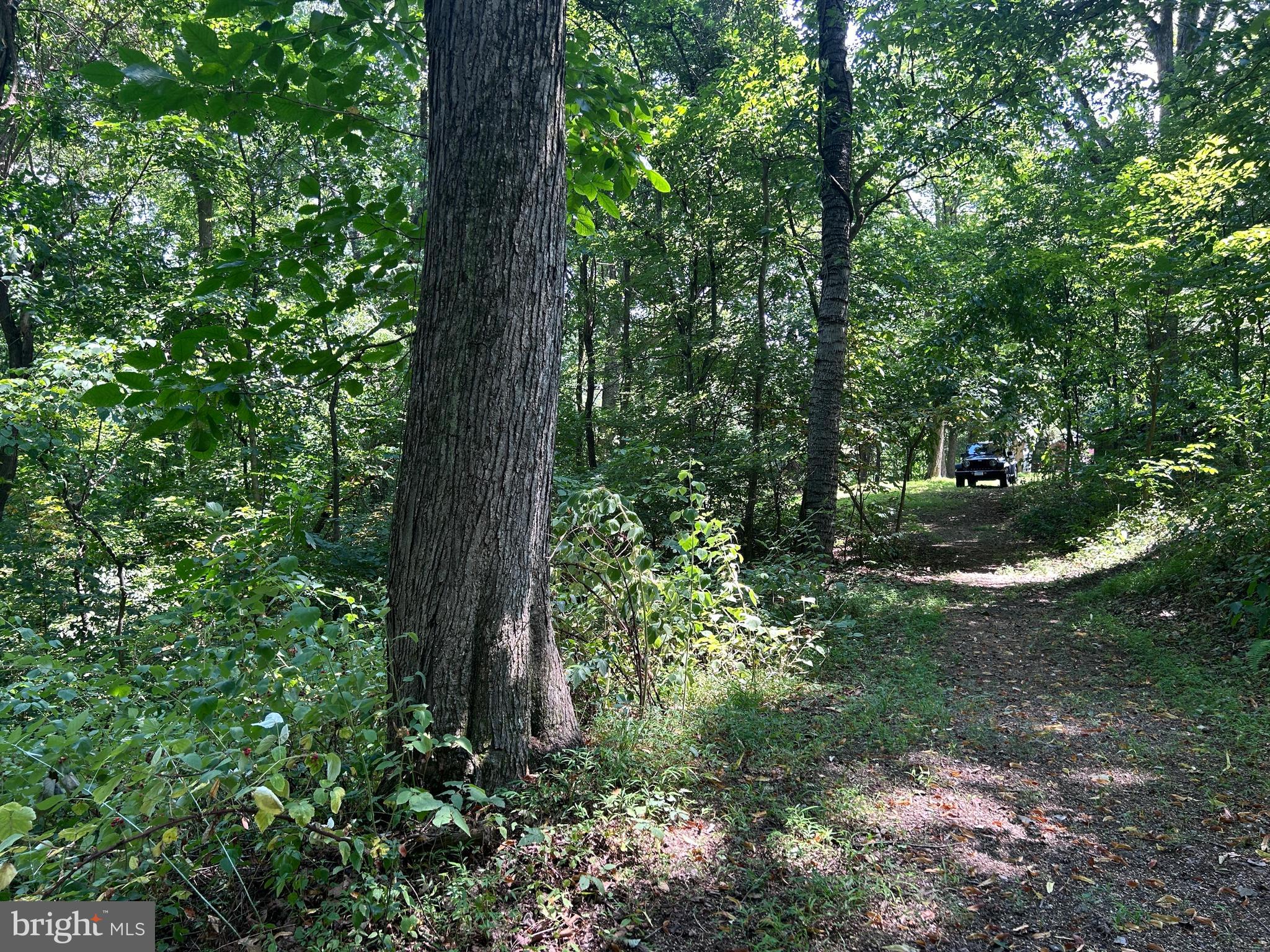 10 Co Rte 2/3 Hedgesville, WV 25427 - Photo 35 of 48 Tall hardwoods.