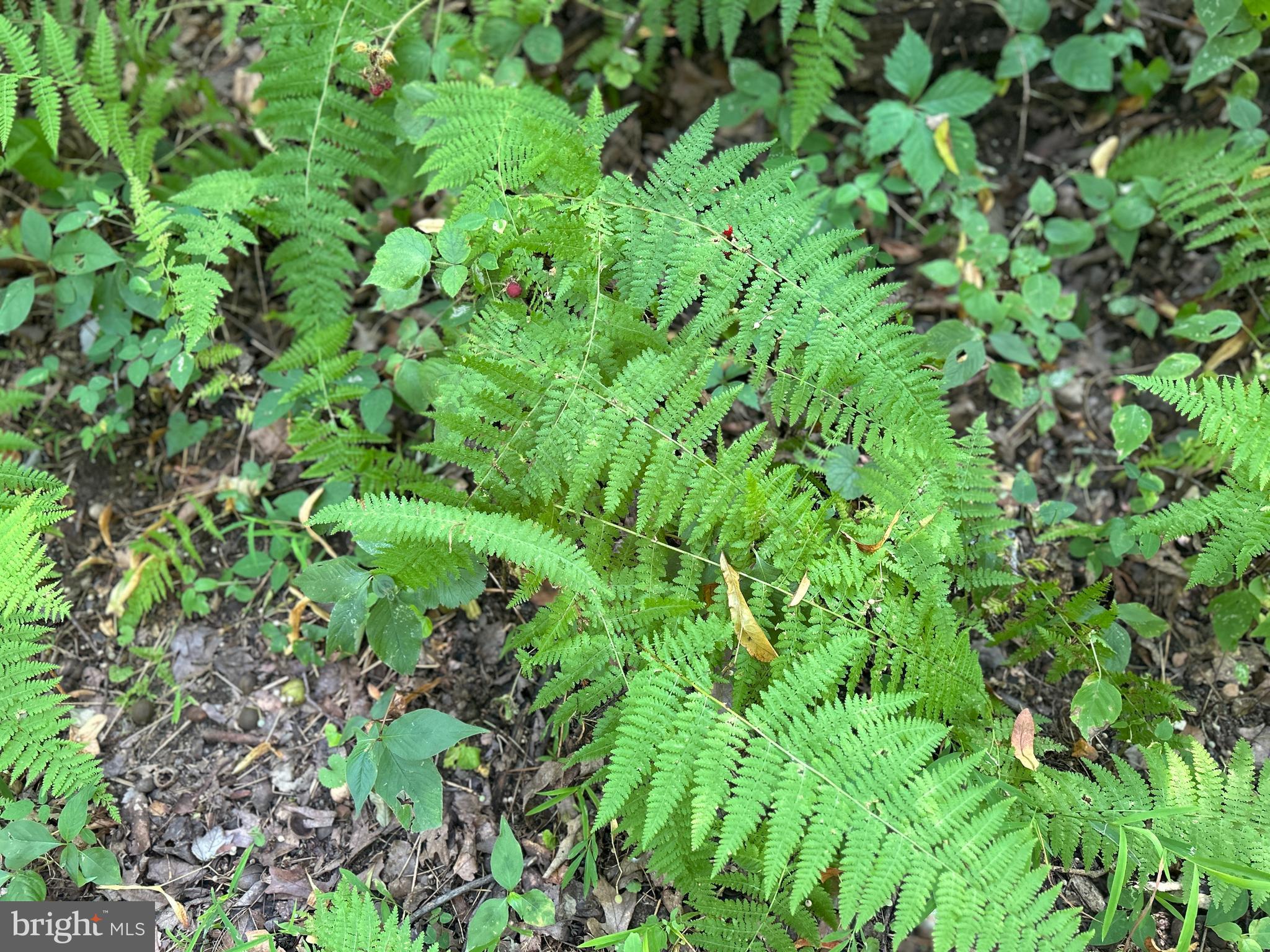 10 Co Rte 2/3 Hedgesville, WV 25427 - Photo 36 of 48 Luscious ferns grow wildly.