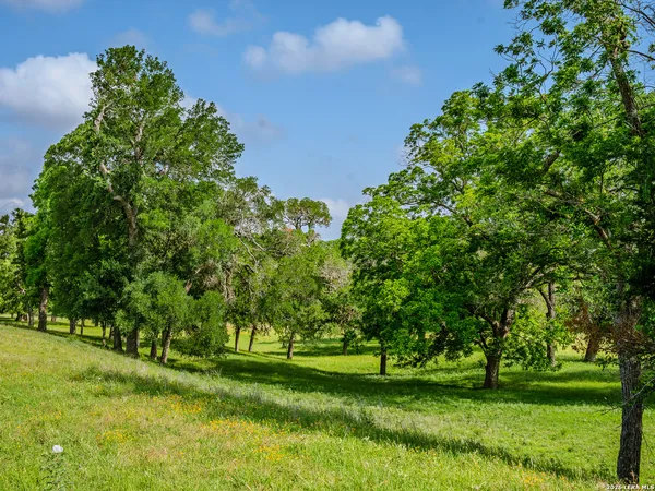 a huge green field with lots of bushes