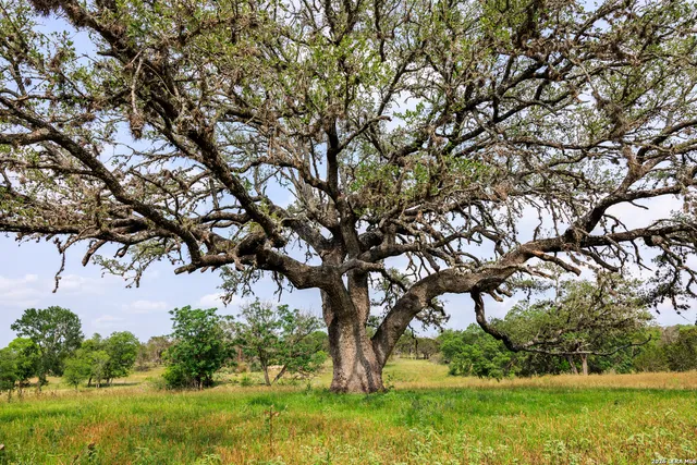 a view of backyard with green space