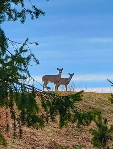 $185,000 | 0 Maxey Road, Arcadia, MI 49613