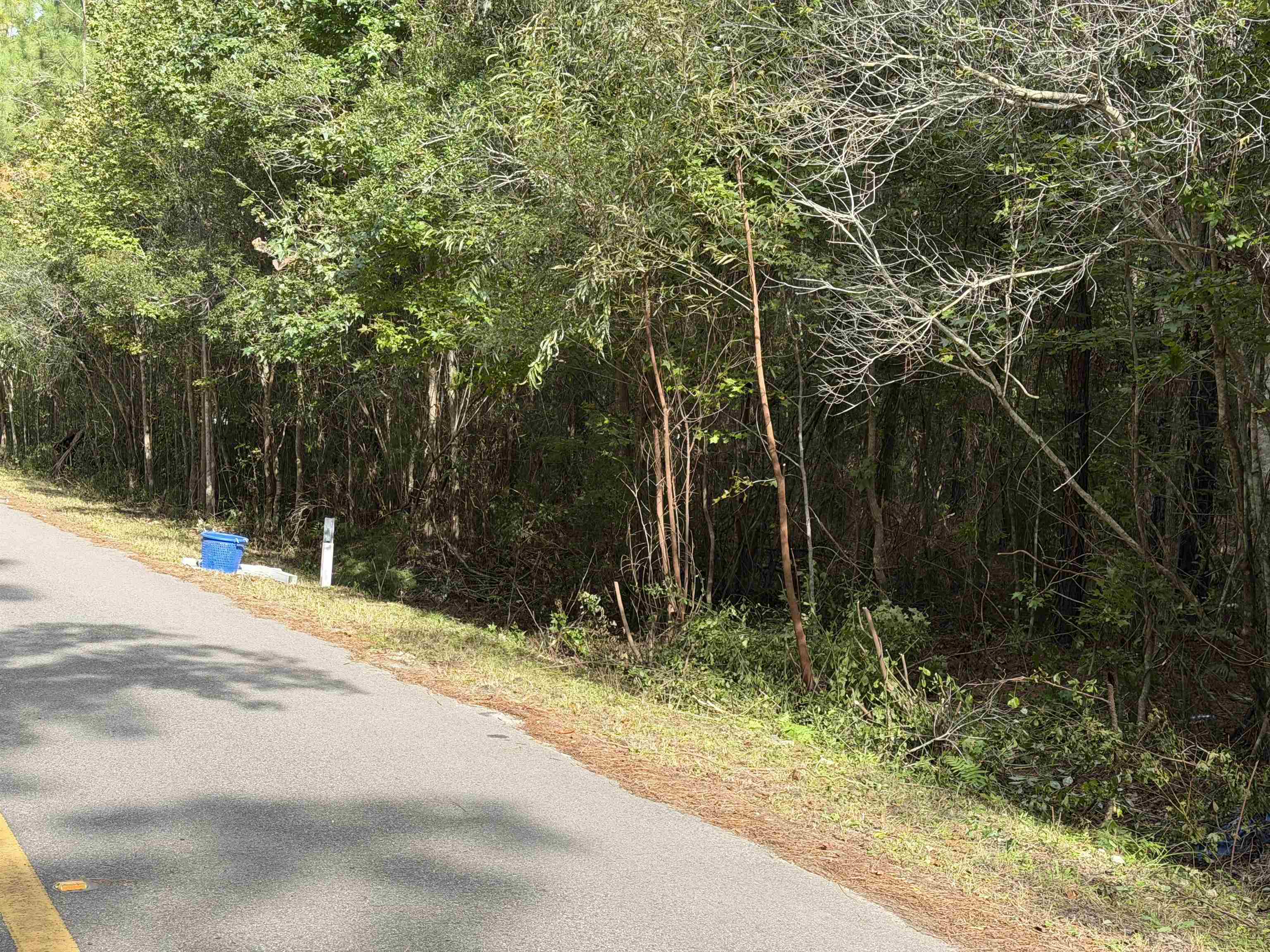 a view of backyard space and trees