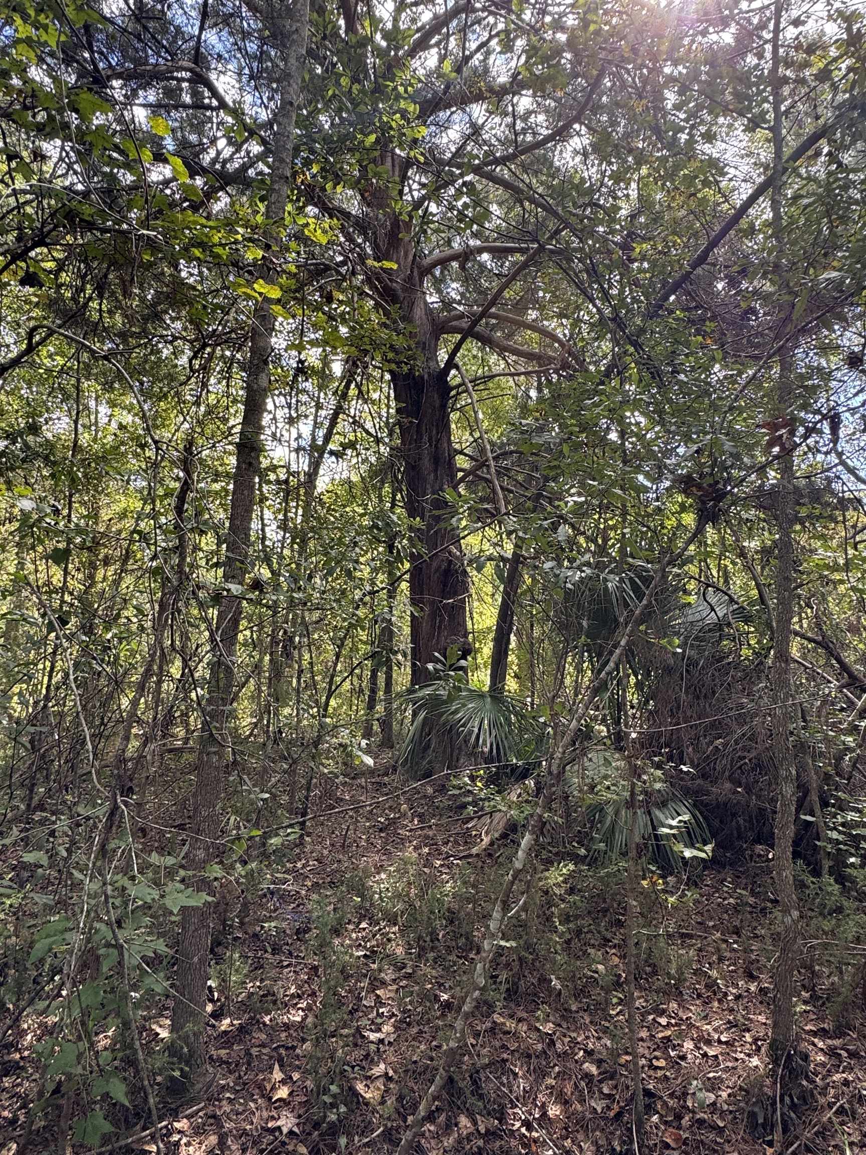 104 Cypress Road Satsuma, FL 32189 - Photo 11 of 15 a backyard of a house with lots of green space