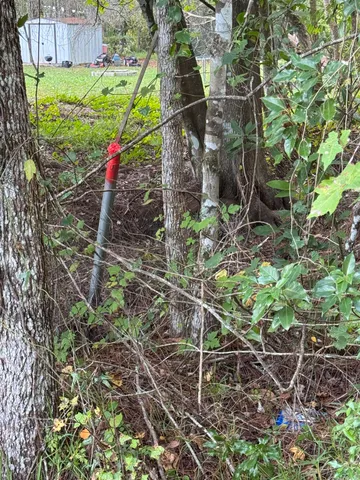 a close up of a plant in a garden