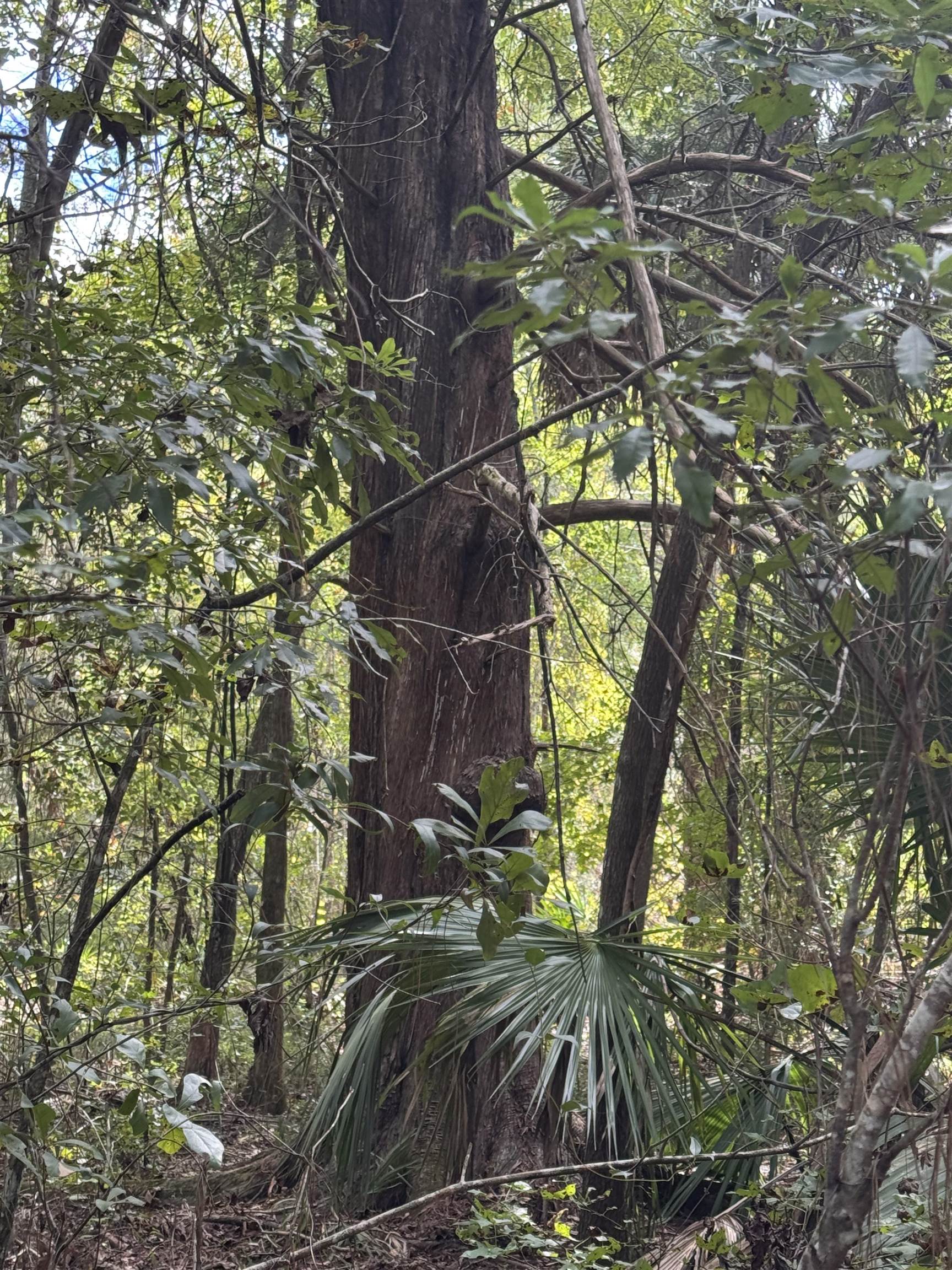 104 Cypress Road Satsuma, FL 32189 - Photo 13 of 15 a view of a yard