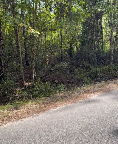a view of a forest with trees in the background