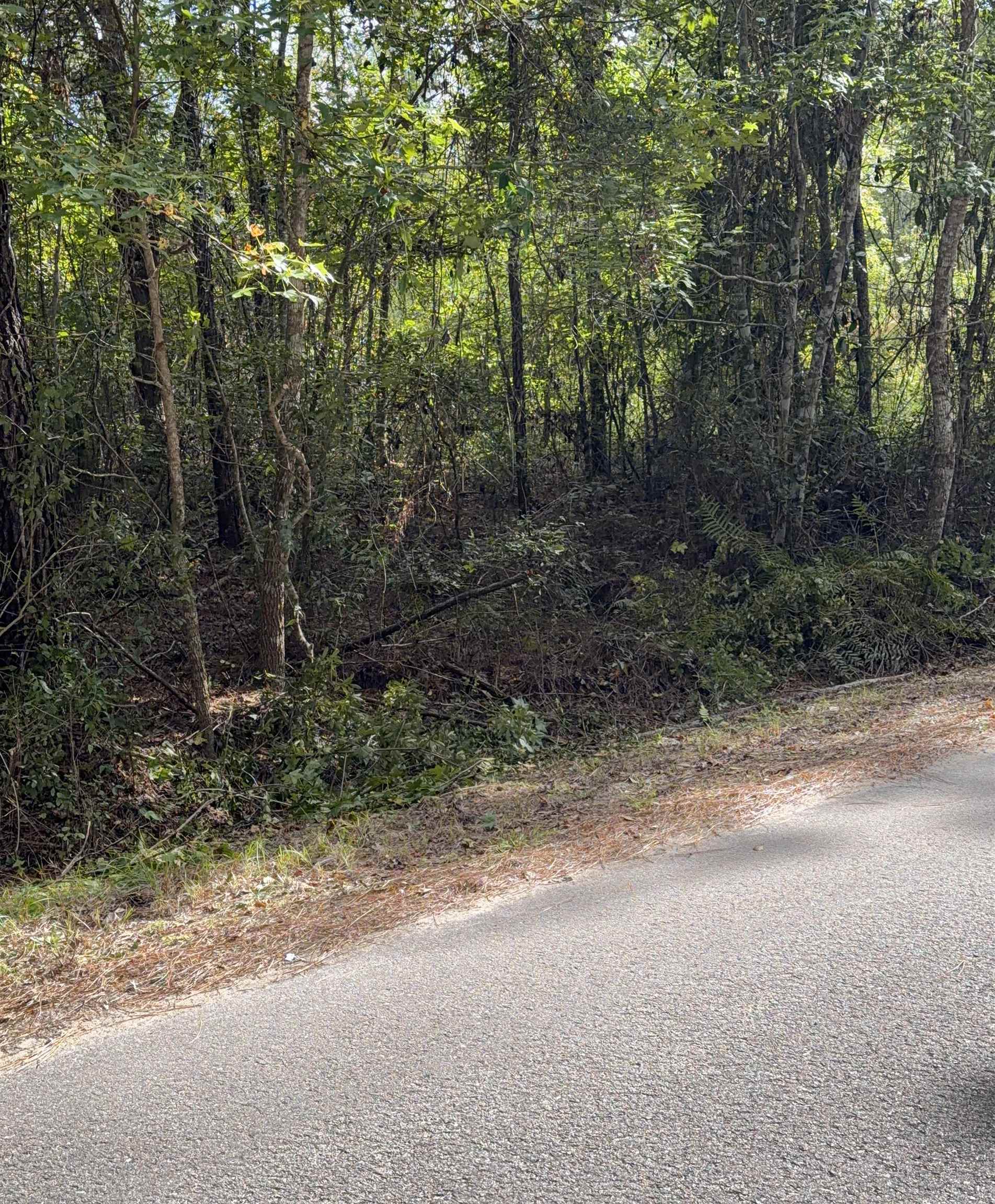 104 Cypress Road Satsuma, FL 32189 - Photo 15 of 15 a view of a forest with trees in the background