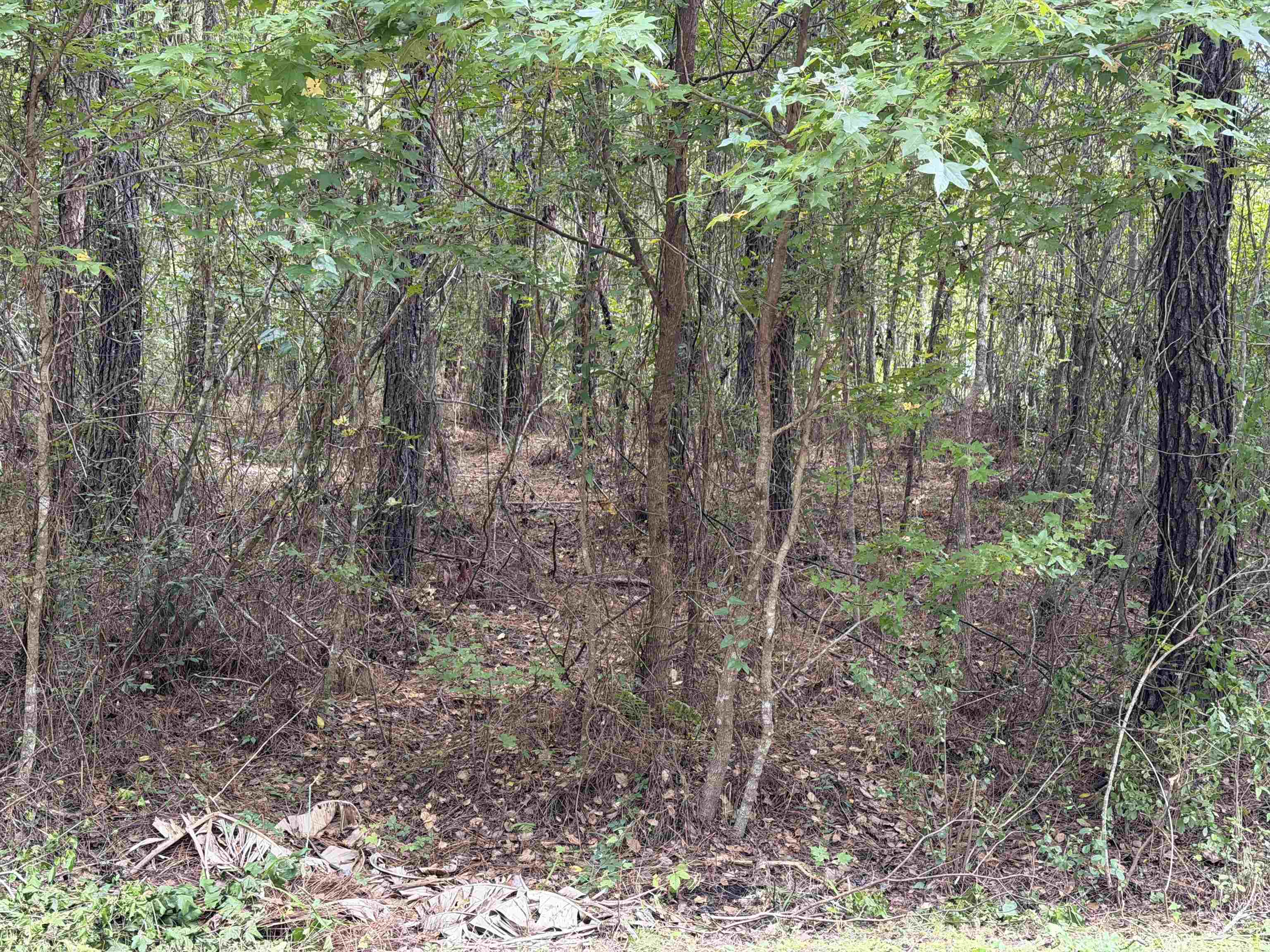 104 Cypress Road Satsuma, FL 32189 - Photo 4 of 15 a view of forest
