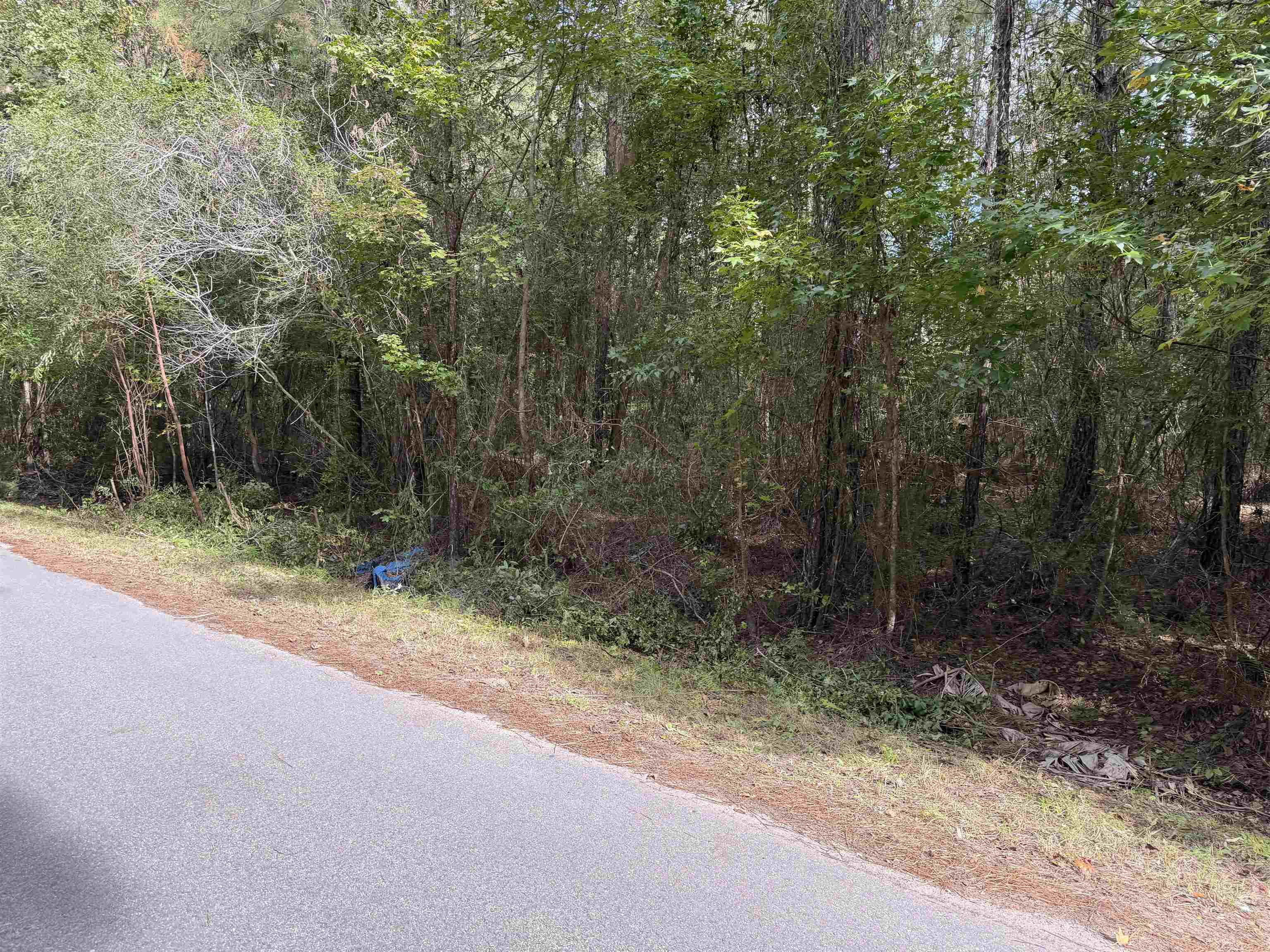 104 Cypress Road Satsuma, FL 32189 - Photo 5 of 15 a view of a yard with a trees