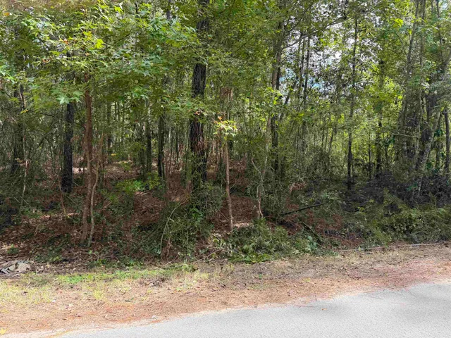 a view of a forest filled with trees